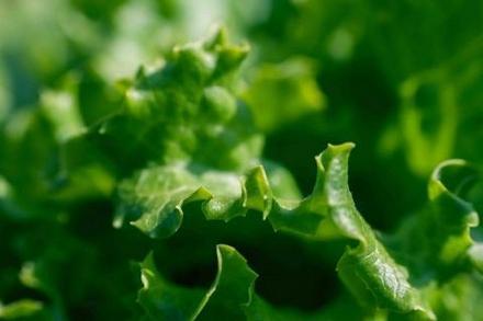 E.Coli Outbreak Reaches 25 States, Kills One