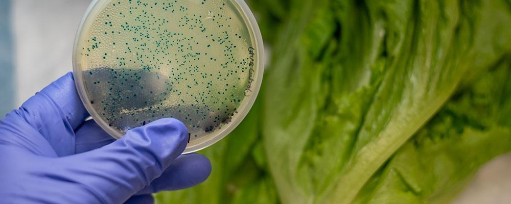 Chicago E. coli Poisoning Attorney